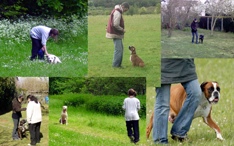 education canine de base